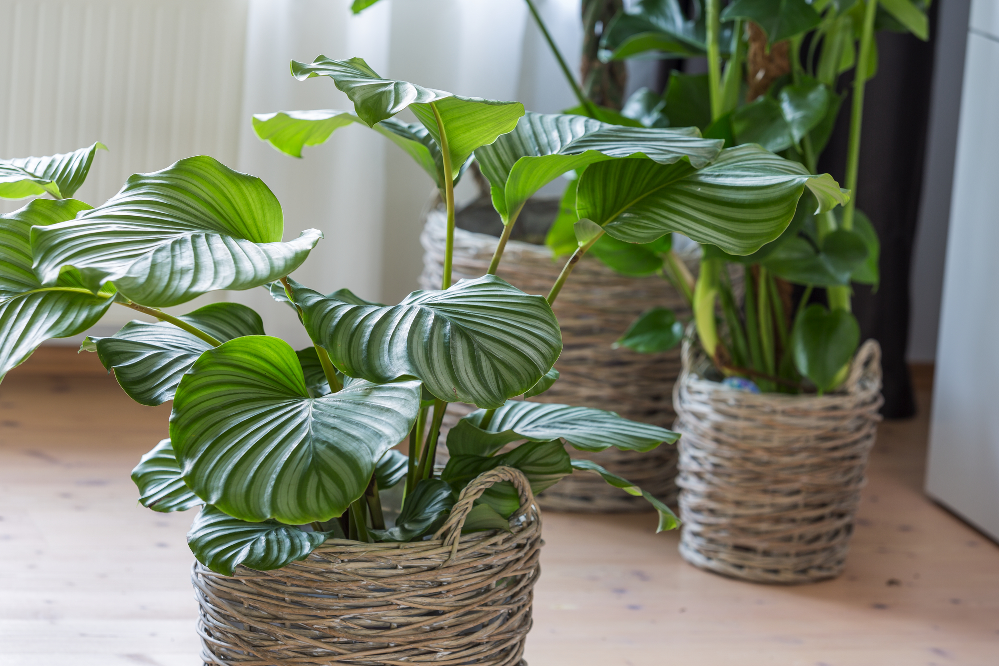 bambino pink variegata Alocasia Bambino Variegata Pink