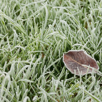 rasen mit Frost