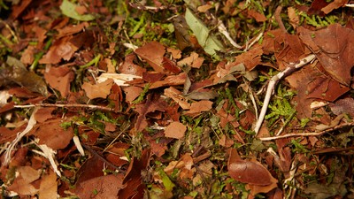 Laub mit Rasen gemischt und Herbstblättern