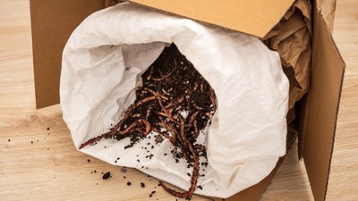 Kompostwuermer in Erde aus Kartonverpackung