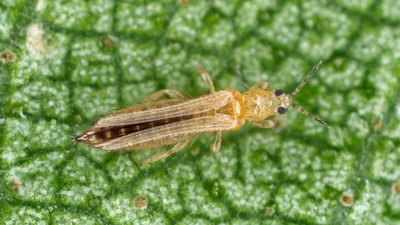 Thrips auf einer Pflanze