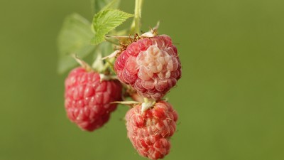 Eine Himbeere mit weißen Stellen, die Sonnenbrand hat