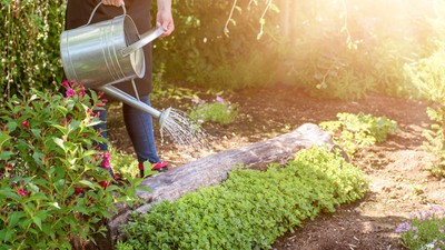 Person gießt mit Metall-Gießkanne Beet im Garten bei Sonnenschein; blühende Pflanzen und frisches Grün im Vordergrund.