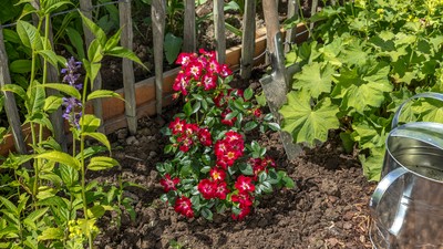 Eine frisch gepflanzte Rose mit roten Blüten in einem Garten, umgeben von grünen Pflanzen, einer Schaufel und einer Gießkanne.
