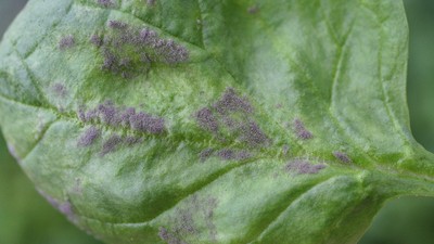 Falscher Mehltau an Spinat