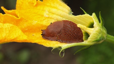 Spanische Wegschnecke
