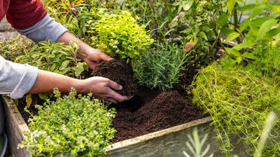 Ein Gärtner pflanzt Kräuter in einem Hochbeet, umgeben von üppigem Grün und bunten Blumen.