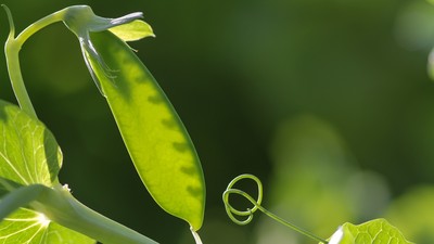 Zuckerschote