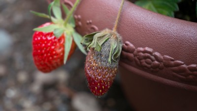Grauschimmel (Botrytis cinerea) an Erdbeere