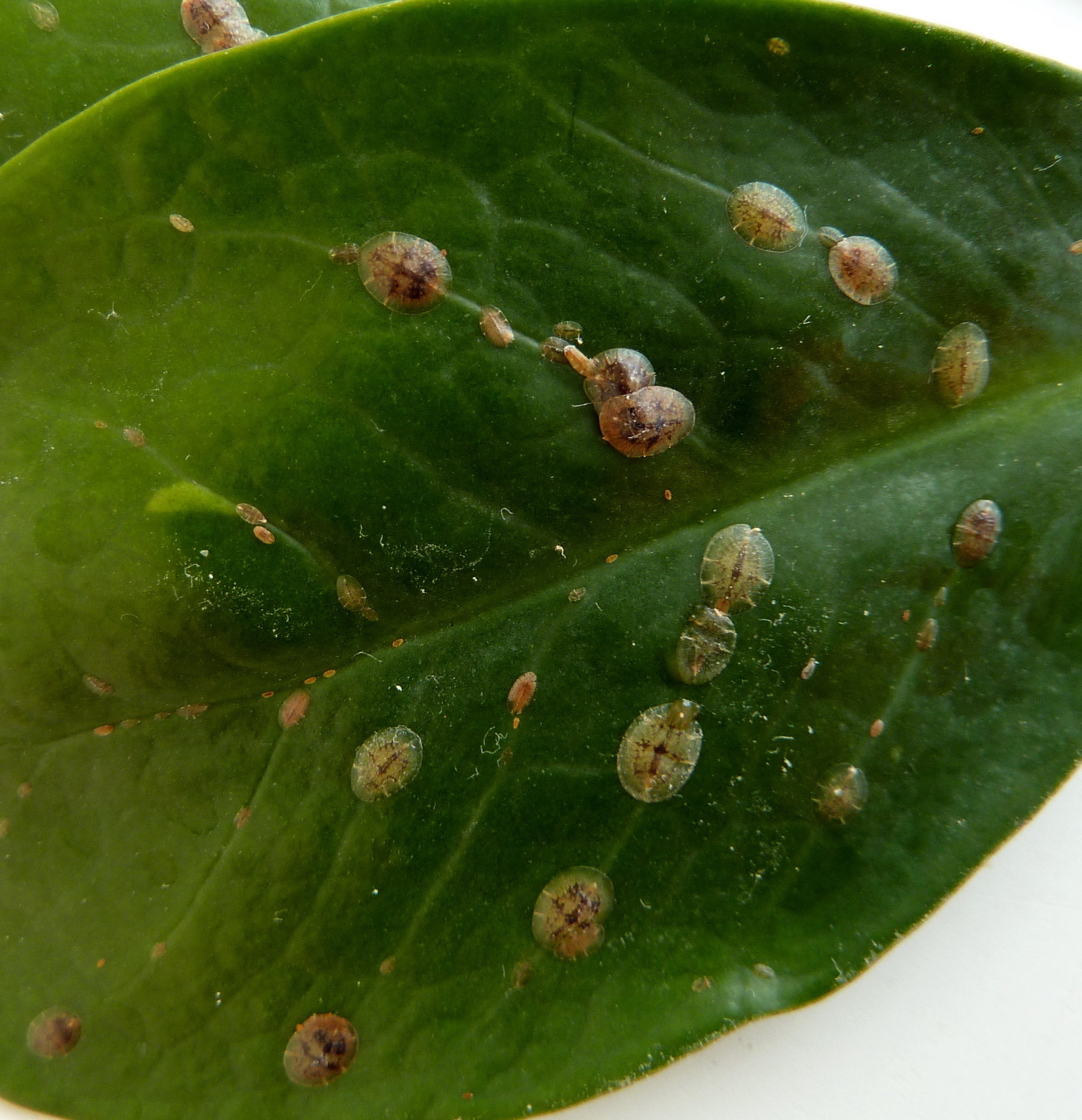 glückskastanie bestellen Glückskastanie (Pachira aquatica) kaufen main image 1