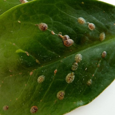 Schildlaeuse auf Blatt