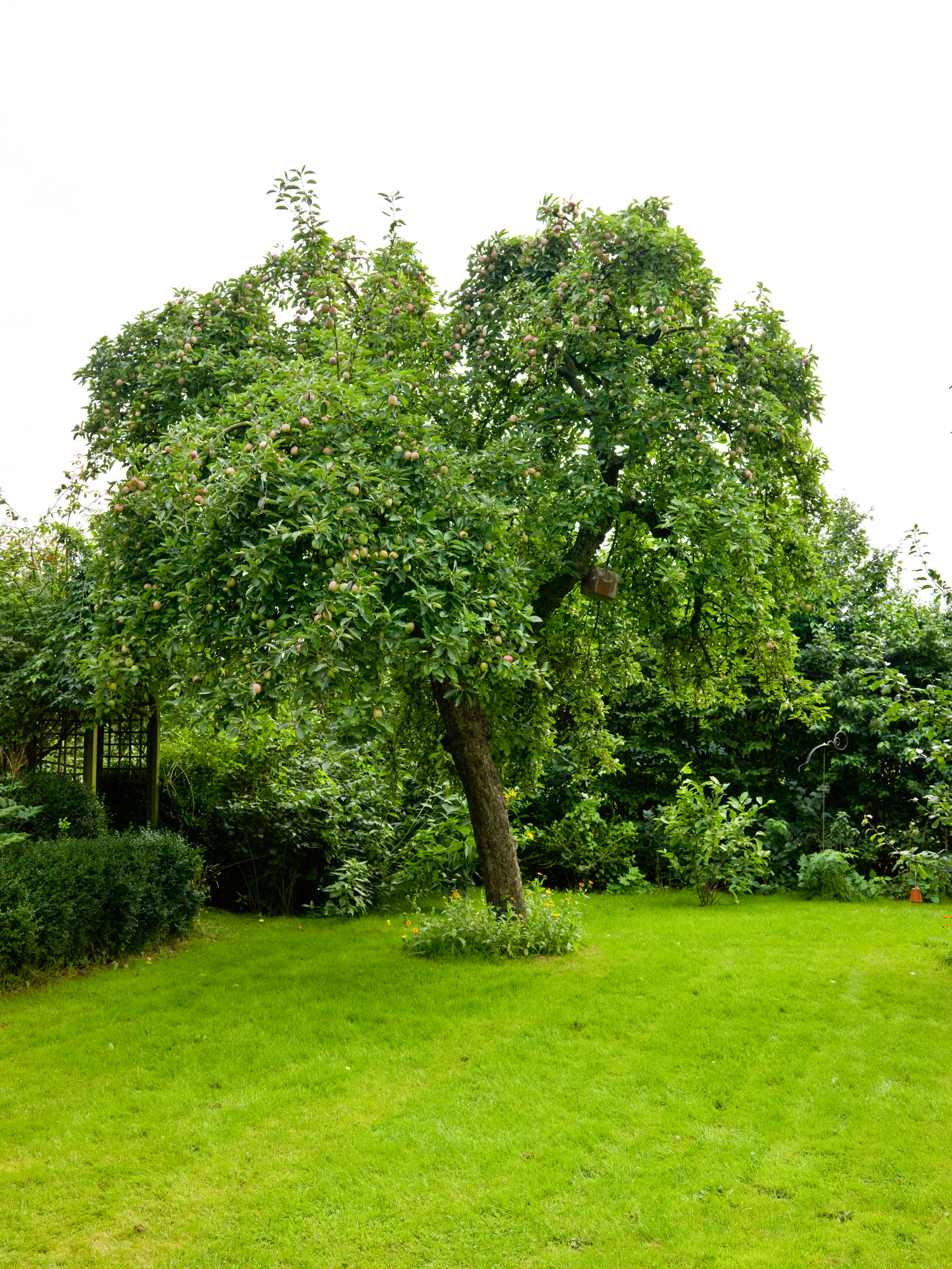 Kirschbaum pflanzen, dngen und schneiden