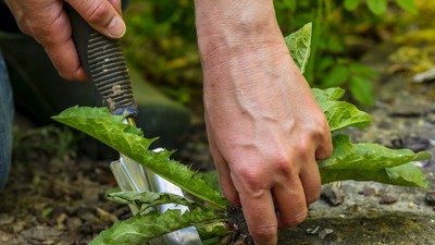 Loewenzahn unkraut ausstechen