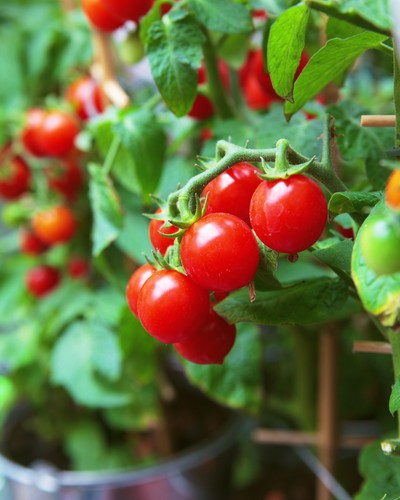 Reife rote Cherrytomaten hängen an grünem Strauch im Topf; unscharfer Hintergrund mit weiteren Pflanzen