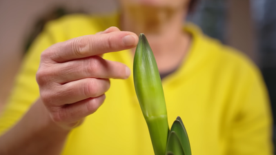 Annette zeigt mit dem Finger auf eine noch geschlossene Amaryllis Blüte