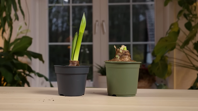 Auf einem Tisch stehen zwei Amaryllis: Eine davon ist zurückgeschnitten