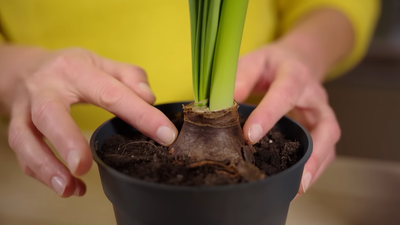 Zwei Hände zeigen auf eine Amaryllis Zwiebel