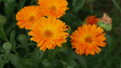 wildgärtnerfreude calendula ringelblume