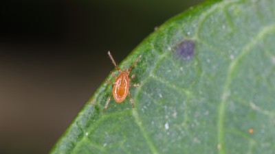 Raubmilbe auf grünem Blatt