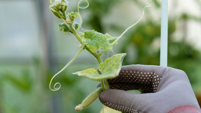 Eine Hand hält einen Trieb einer mit Spinnmilben befallenen Gurkenpflanze.