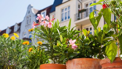 Ein Oleander im Kübel steht zwischen anderen Kübelpflanzen