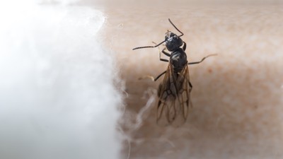Eine geflügelte Ameise der Gattung Tapinoma Magnum