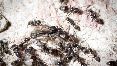 Viele Ameisen der Art Tapinoma Magnum mit Larven