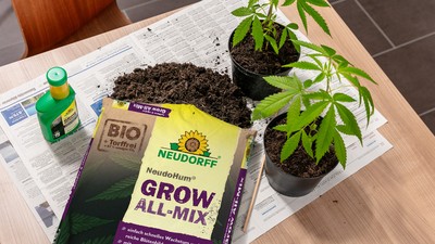 Neudorff NeudoHum Grow- all mix liegt auf einem Tisch neben zwei Cannabis Pflanzen