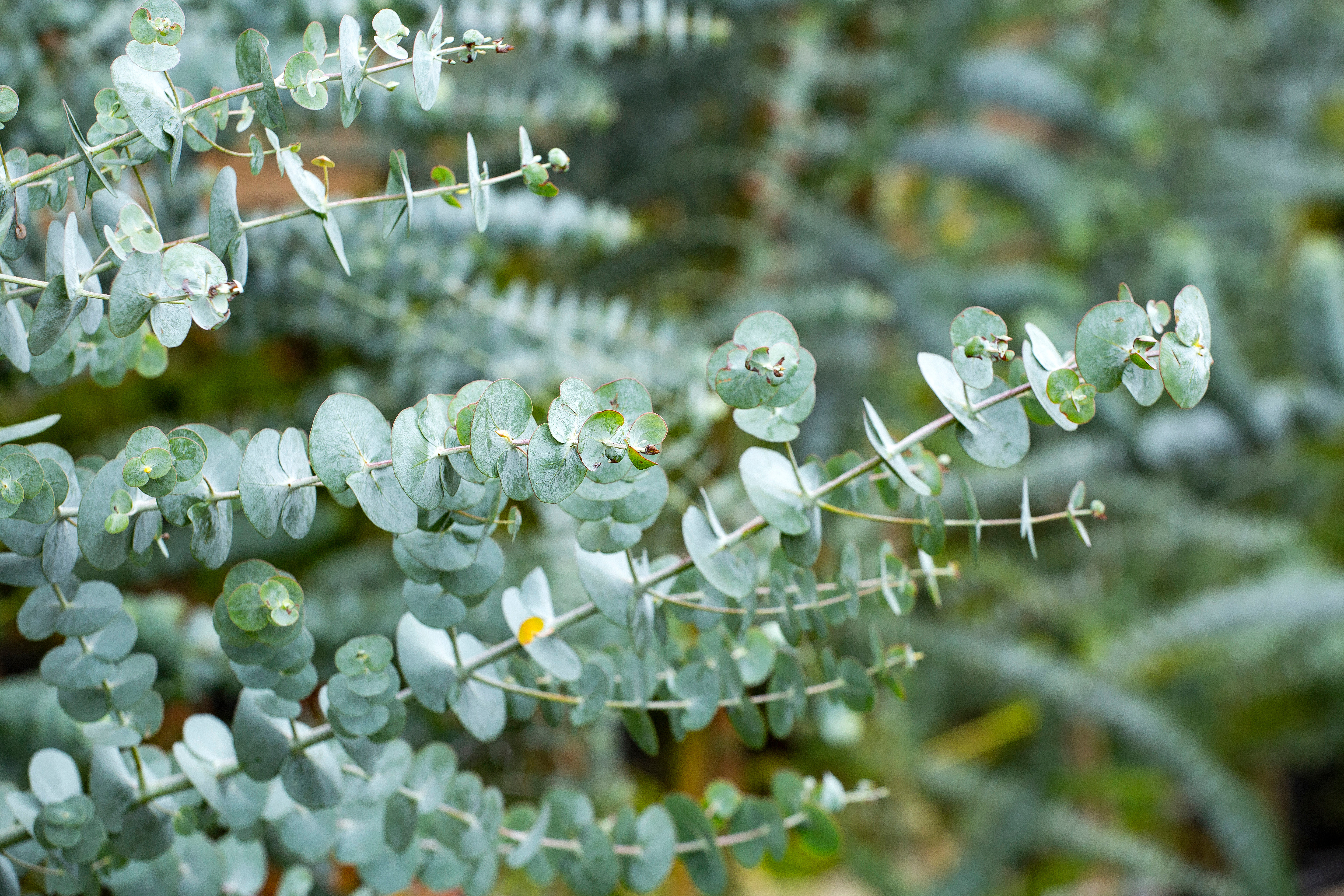 Eukalyptus im Topf pflegen