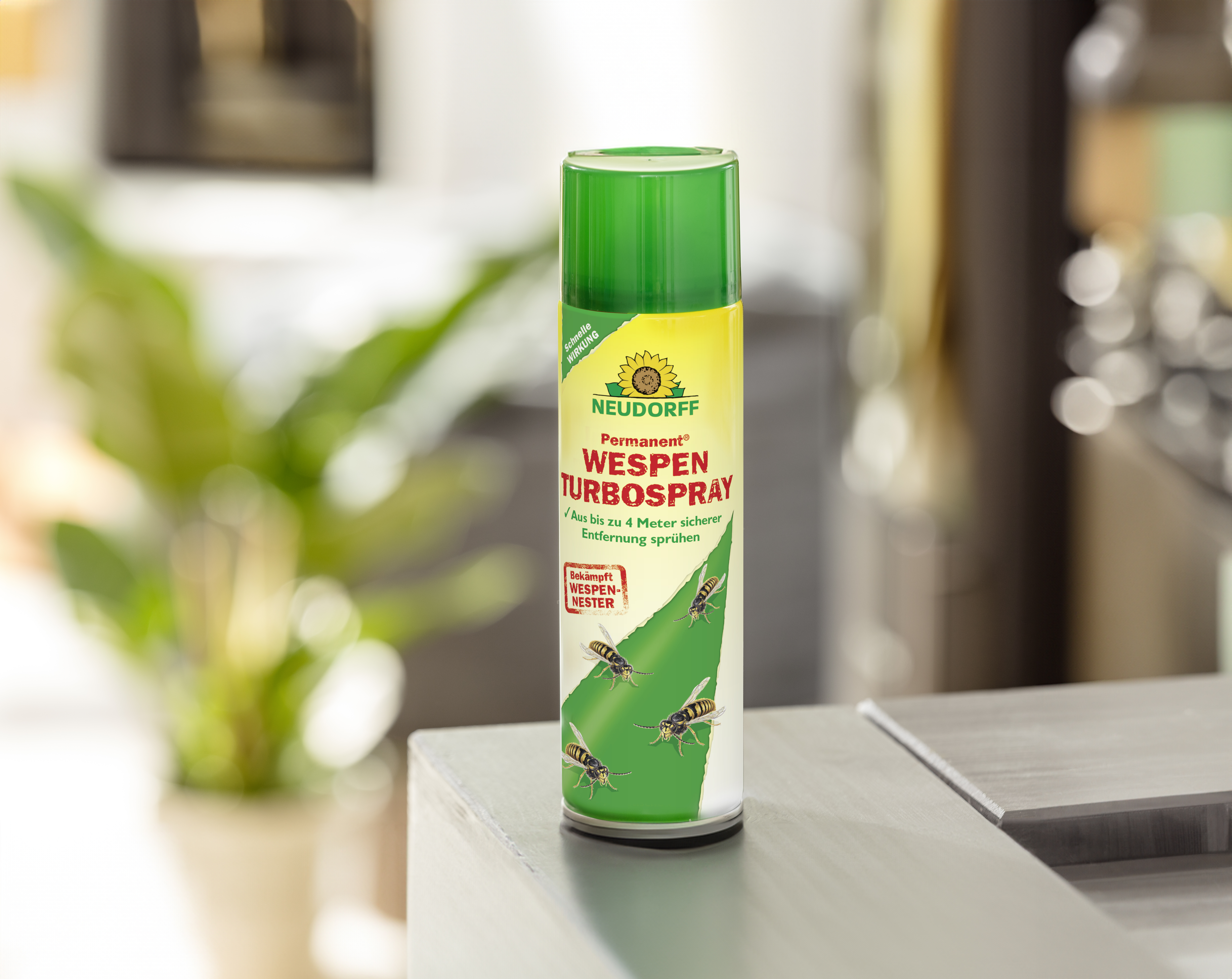monstera deliciosa albo variegated Monstera Deliciosa Albo-Variegata with Bold Colors