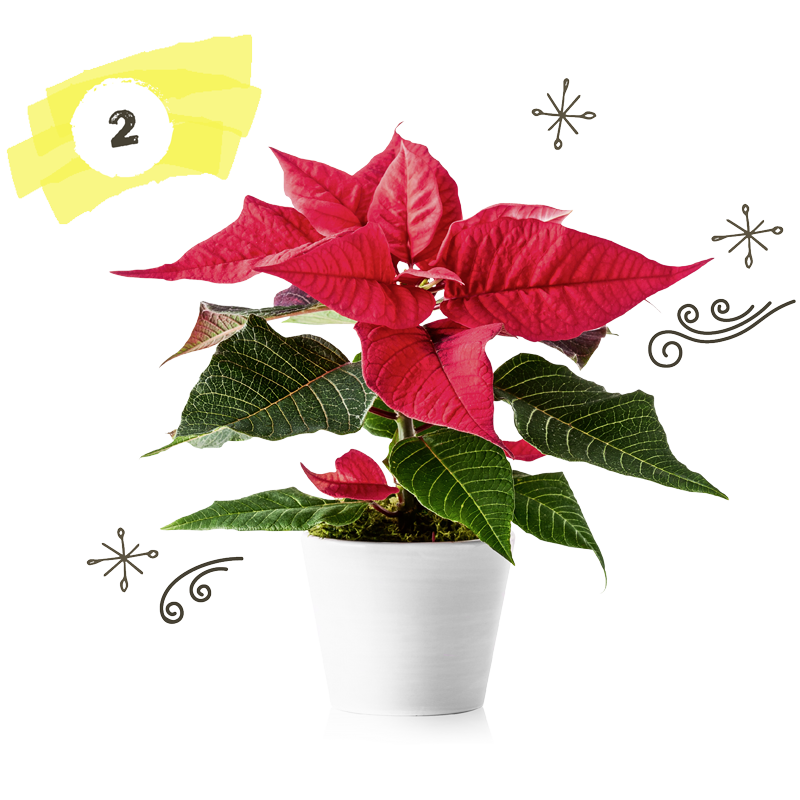 alocasia pink dragon albo variegata Alocasia 'Pink Dragon' Albo/Pink Variegated (wk17-H) – Rare Plant Fairy
