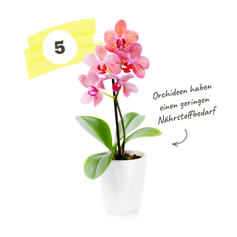 Orchideen richtig pflegen: Alles, was du darber wissen musst