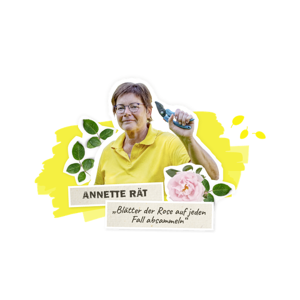 Annette rät Blätter einsammeln - Rosenkrankheiten