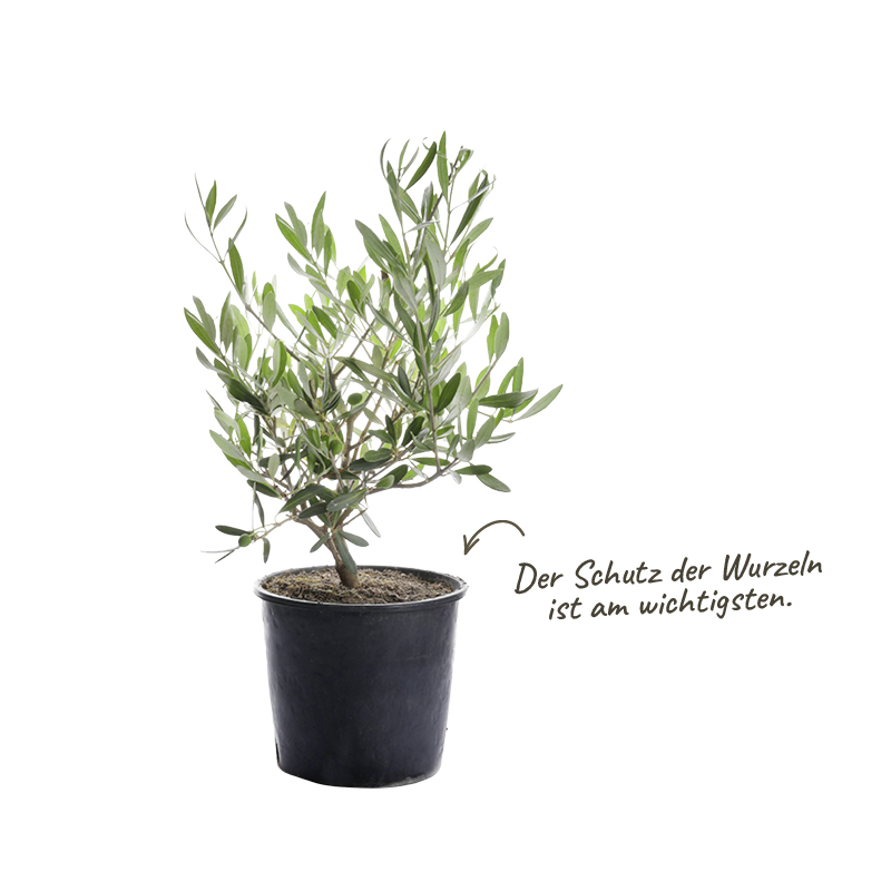 Olivenbaum berwintern