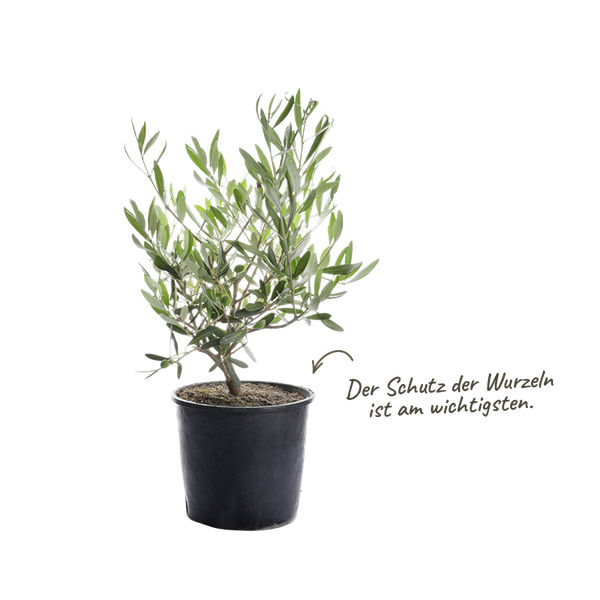 Olivenbaum Schutz der Wurzeln