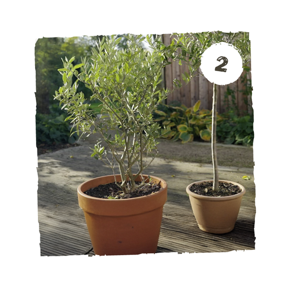 Olivenbaum auf terrasse