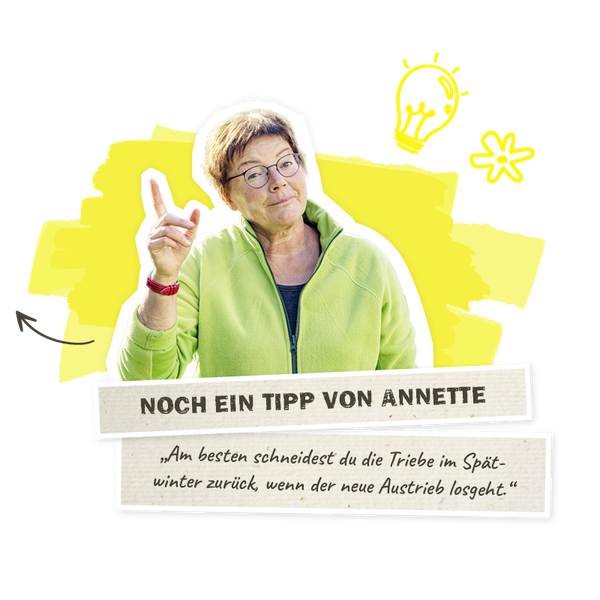 Noch ein Tipp von Annette Triebe zurückschneiden