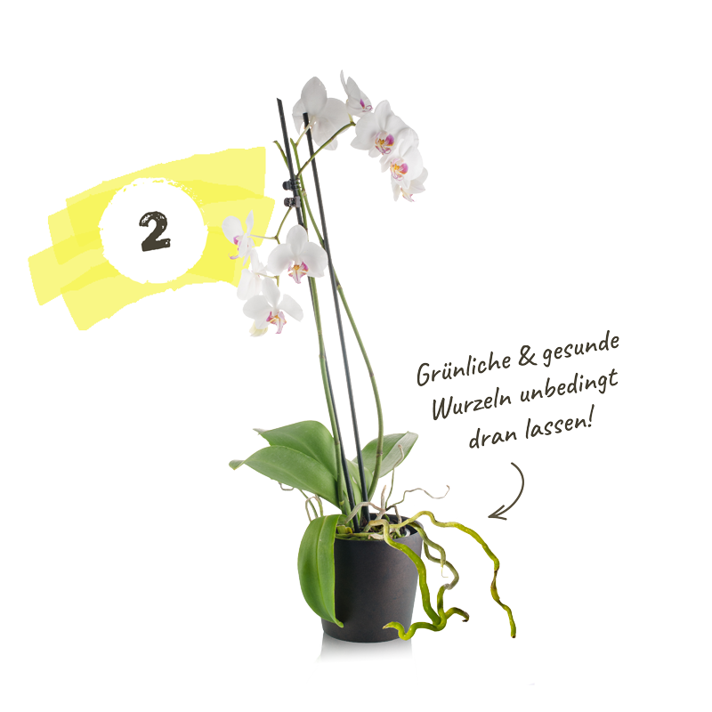 Orchideen richtig pflegen: Alles, was du darber wissen musst