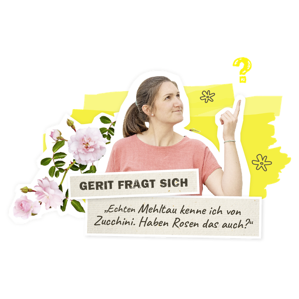 Echter Mehltau auch an Rosen - Rosenkrankheiten
