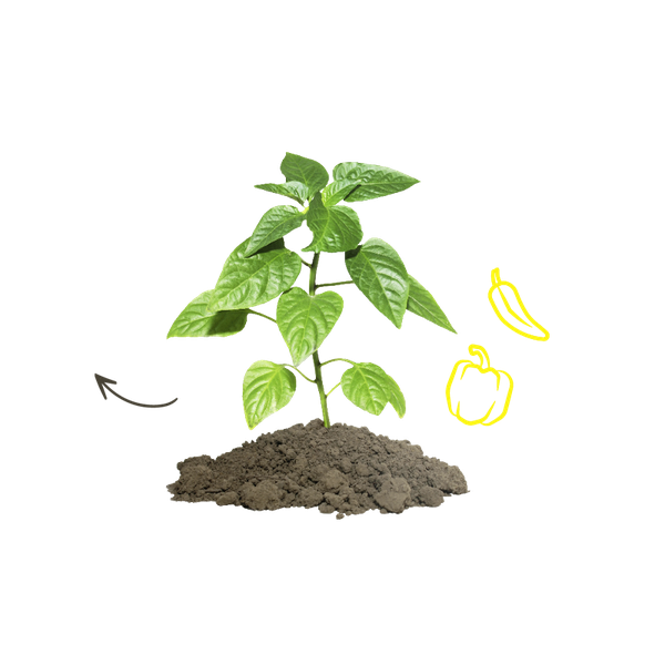 paprika freigestellt