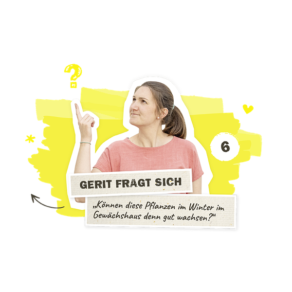 winter gewaechshaus wachsen