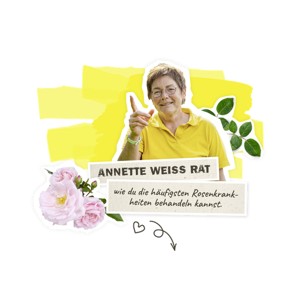 Annette weiss Rat - Rosenkrankheiten