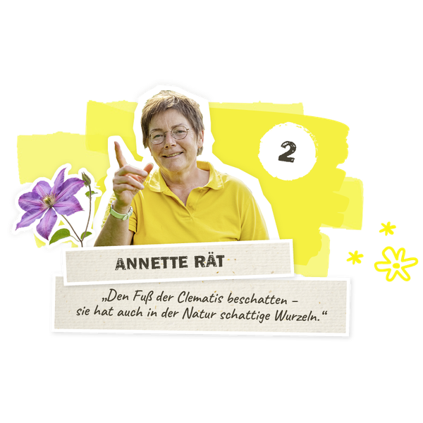Annette rät Clematis beschatten