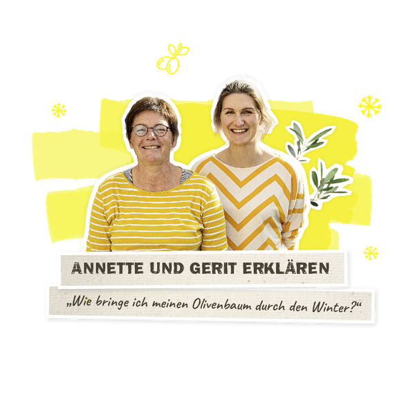 Olivenbaeume ueber den winter bringen