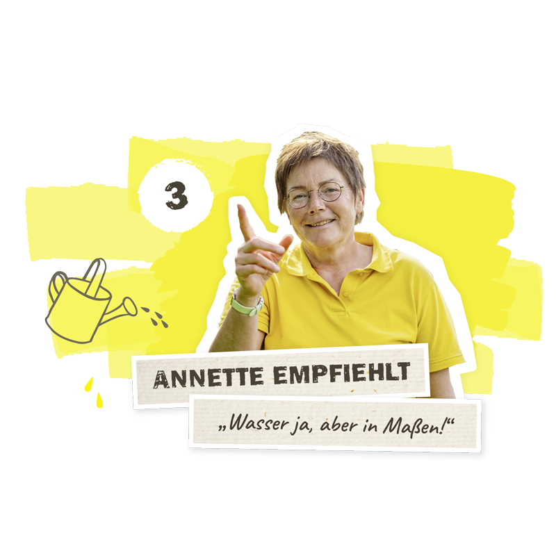 Weihnachtsstern Pflege Tipps