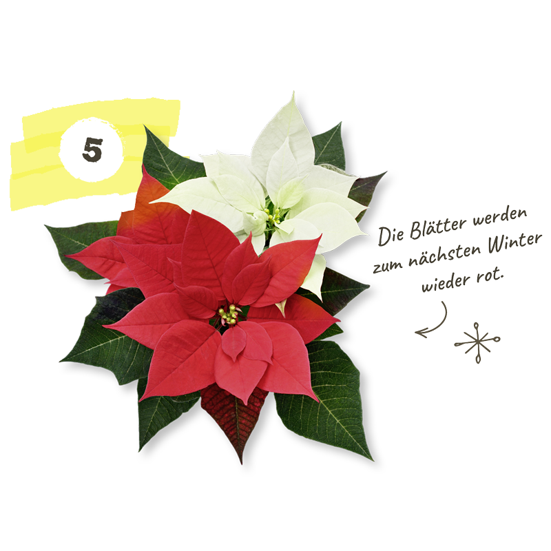 Weihnachtsstern Pflege Tipps