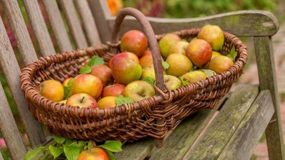 Holzkorb auf einer Bank gefüllt mit Äpfeln