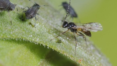 Schlupfwespe bei der Blattlausjagd auf einem Blatt