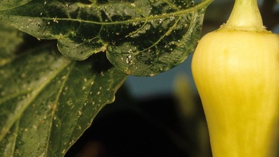 Nahaufnahme eines grünen Blattes mit klebrigen Honigtautropfen
