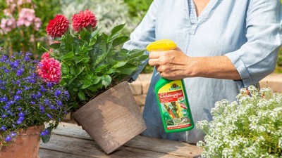 Blume im Topf wird mit Neudorffs Spruzit Schädlingsfrei benetzt